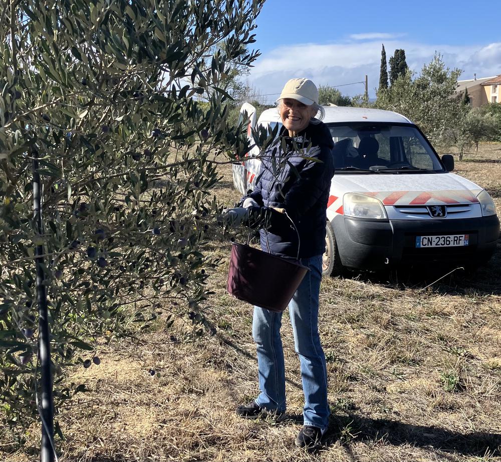 Olijven plukken gaat weer van start!