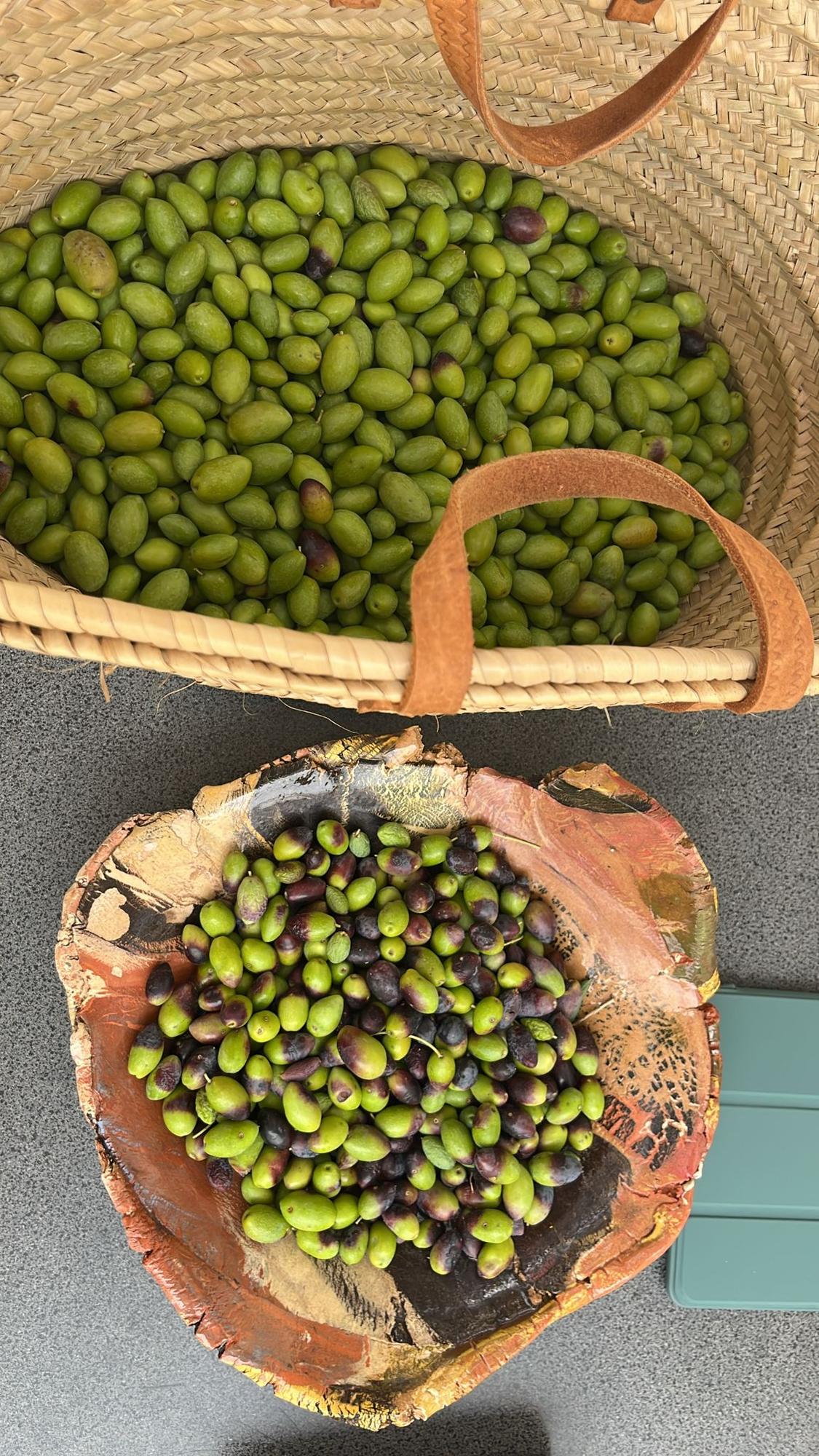 Olijvenuitleg en snoeien